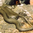 Uovka obojkov
