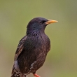 paek obecn