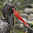 Čáp černý (Ciconia nigra)