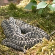 Zmije obecná  (Vipera berus)