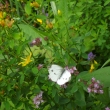 Blsek na dobromysli, loika na Kamenci, 28.7.2011