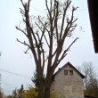Pamtn lpa oezan a staen lany