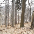 Bukový les na Kamenci, 8.2.2011