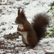 Veverka obecná (Sciurus vilgaris) červená forma