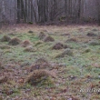 Pod suťovým polem je palouk s desítkami mravenišť, 29.12.2013