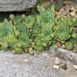 Netřesk střešní (Sempervivum tectorum), rostl na Kamenci ještě před 20 lety
