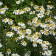 hemnek, louka na Kamenci, 27.6.11