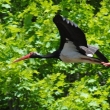 Čáp černý (Ciconia nigra)